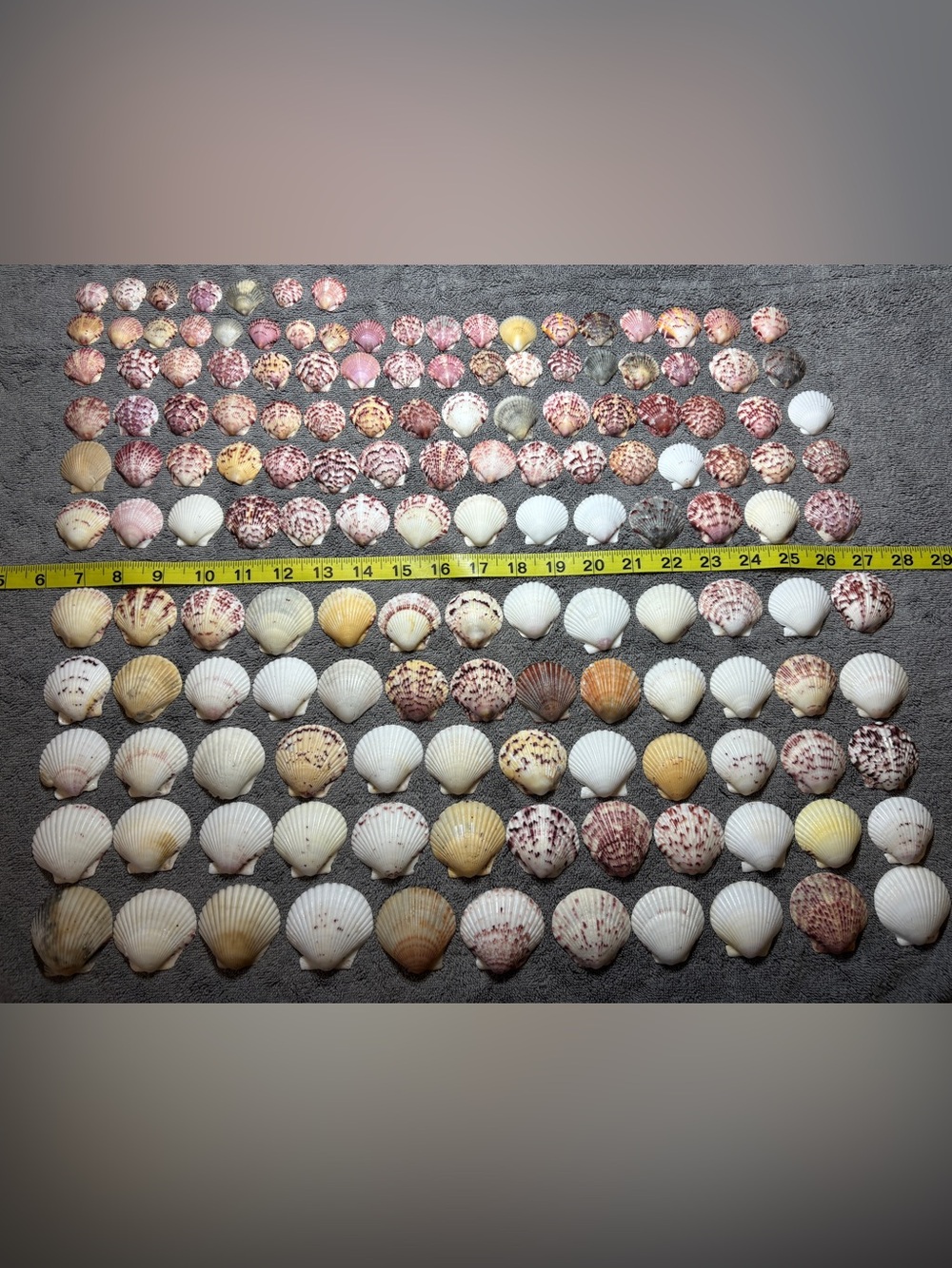 150 - Sanibel Island Scallop Seashell Collection.  Great for crafters!!